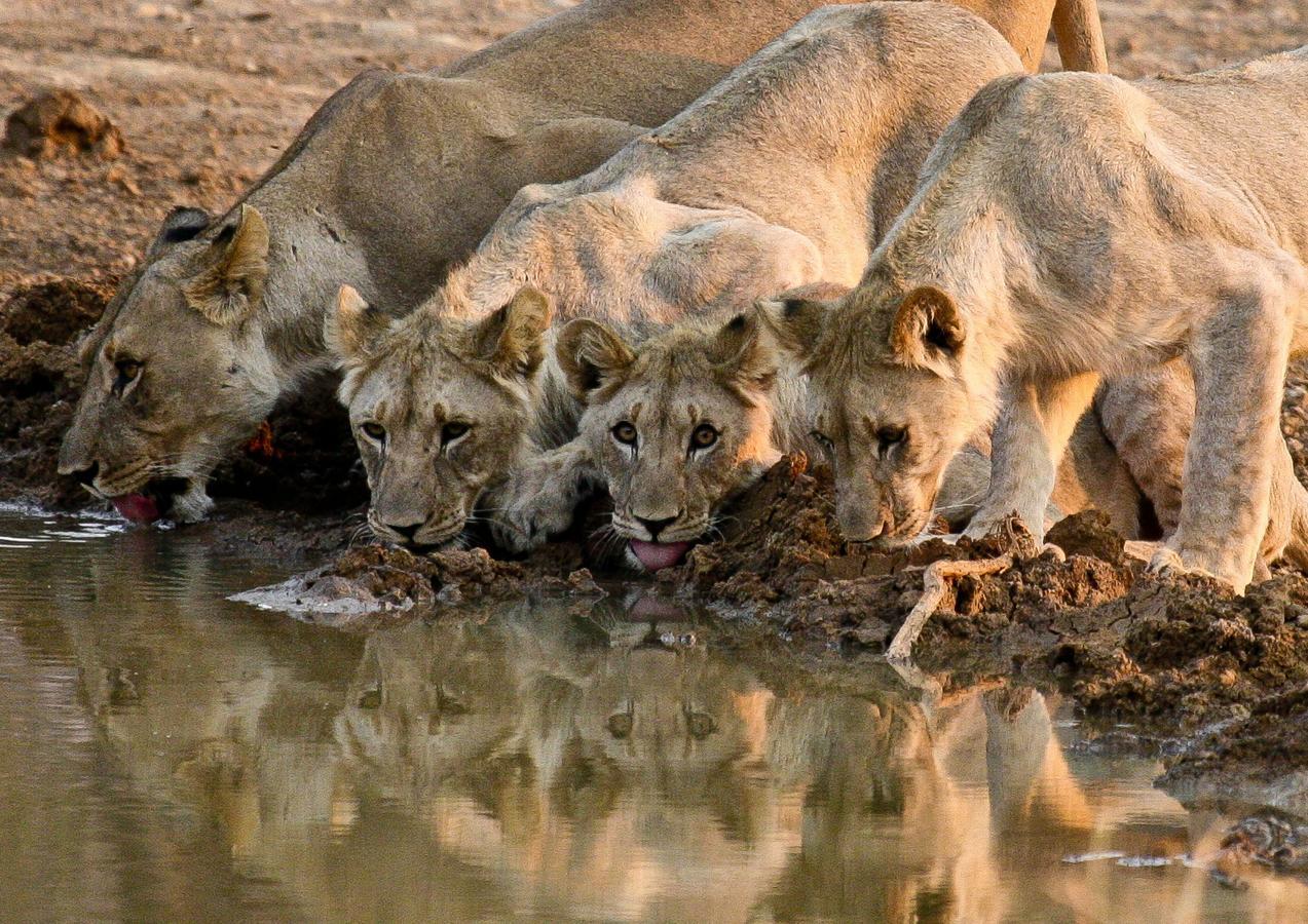 Pilanesberg Private Lodge מראה חיצוני תמונה